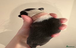 Boston Terrier dogs for sale: Stunning litter Kc reg Boston terriers  - Image 10