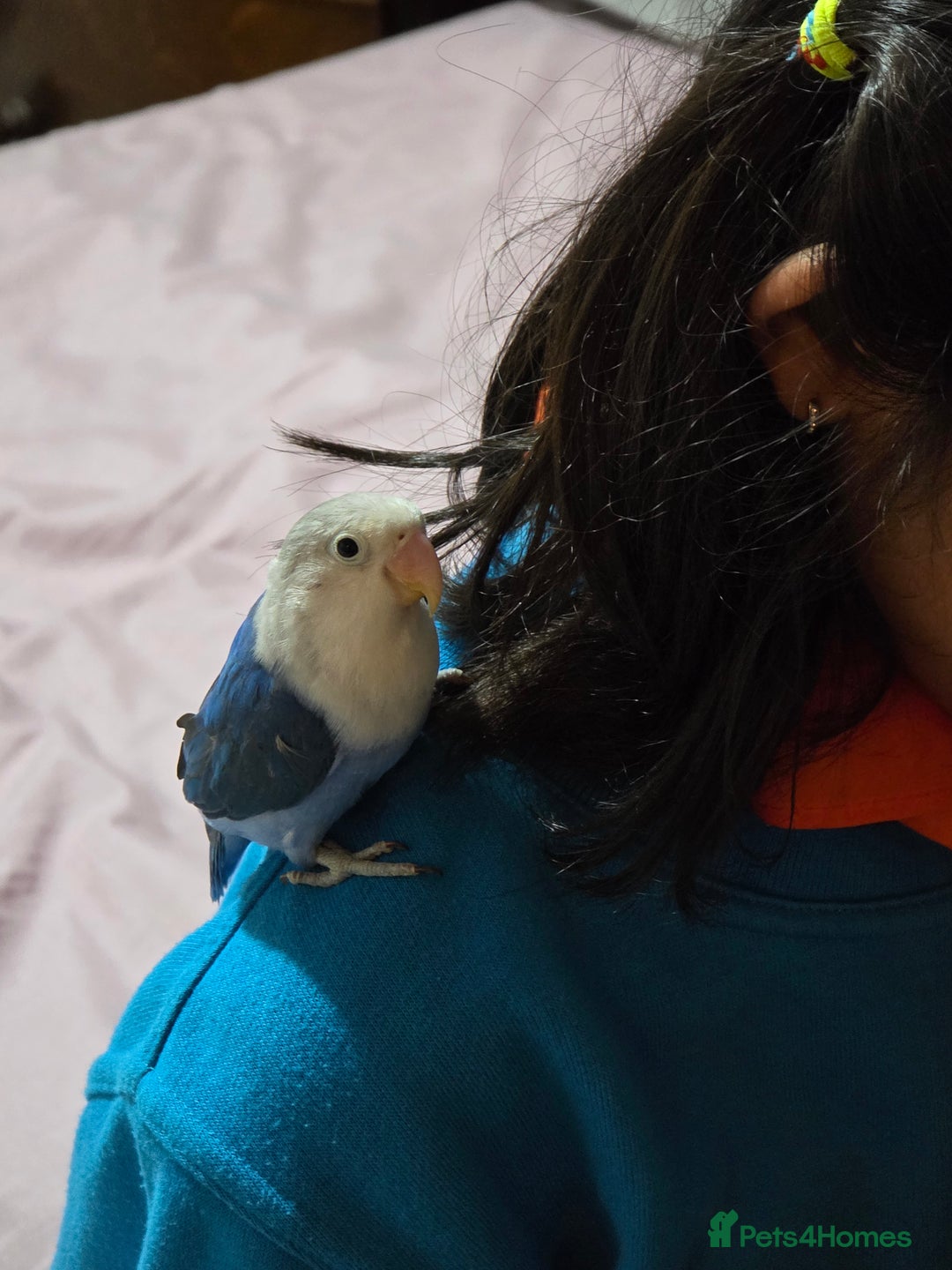 Lovebirds birds for sale: Fischer Love bird to sell  - Advert 18