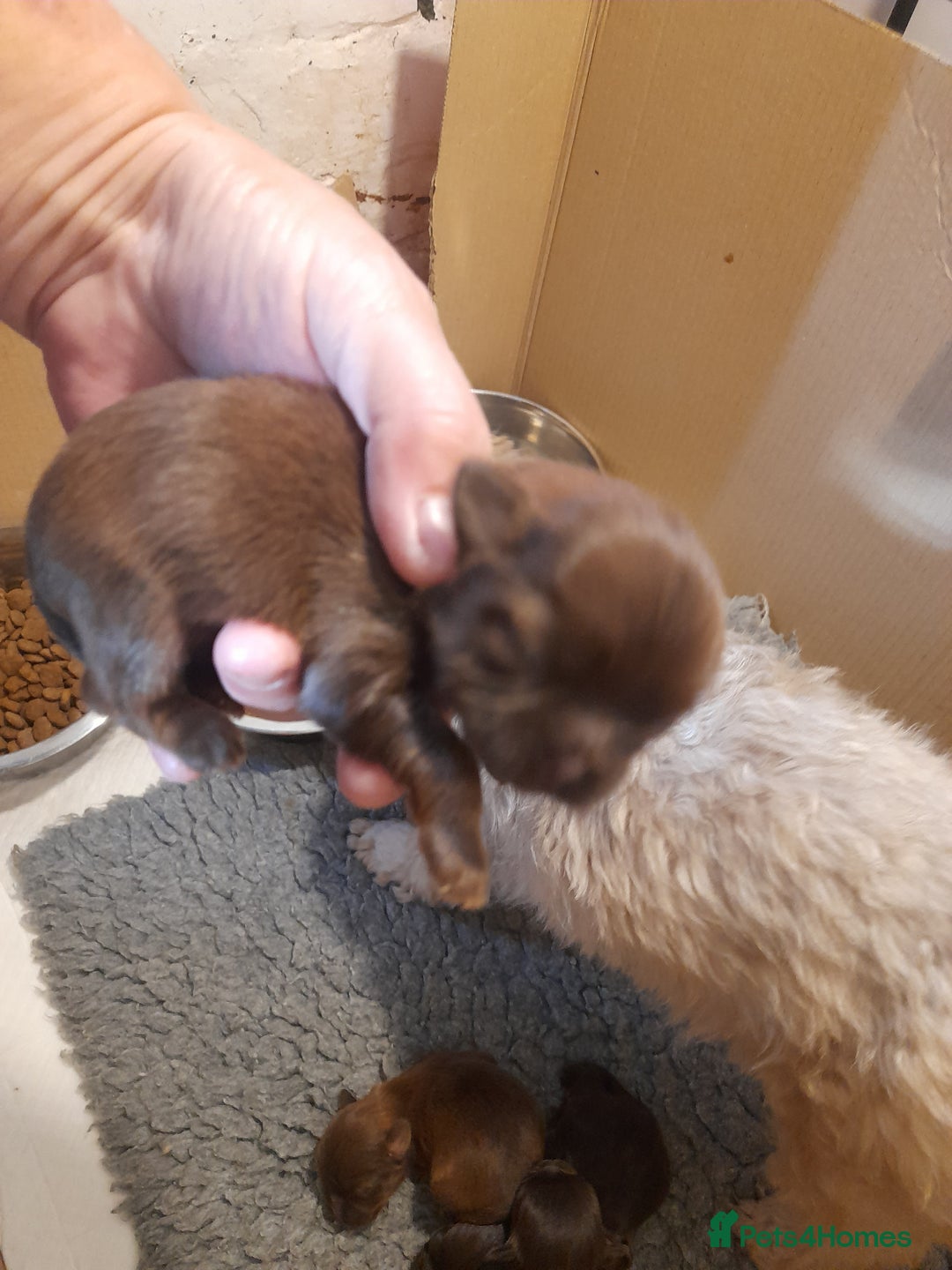 Malshi dogs for sale: Malshi - Advert 31