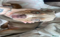 Dorset Olde Tyme Bulldogge dogs for sale: Olde English bulldog  - Image 1