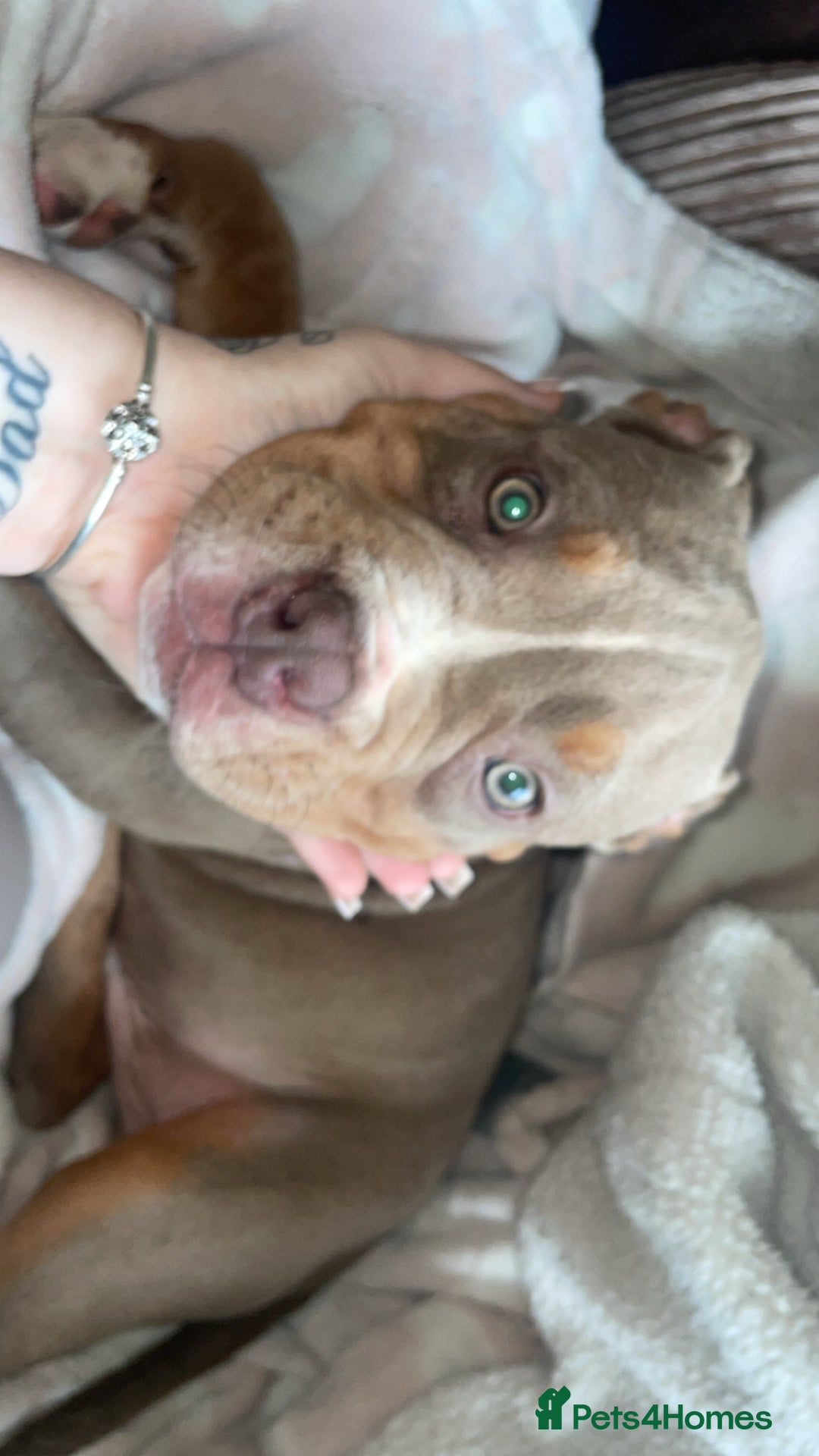 Dorset Olde Tyme Bulldogge dogs for sale: Olde English bulldog  - Image 1