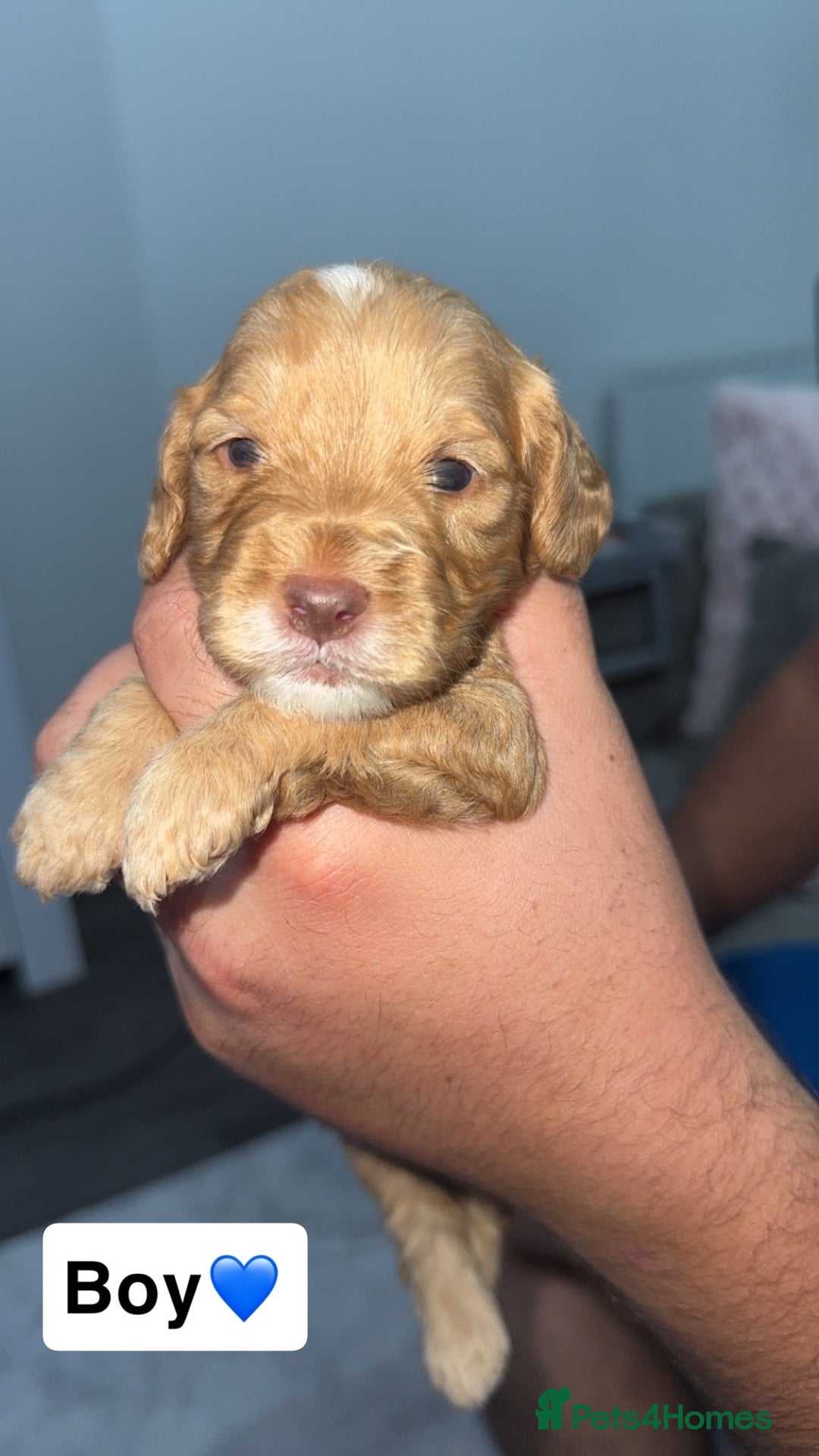 Mixed Breed dogs for sale: Cockalier Puppies🐶 - Image 8