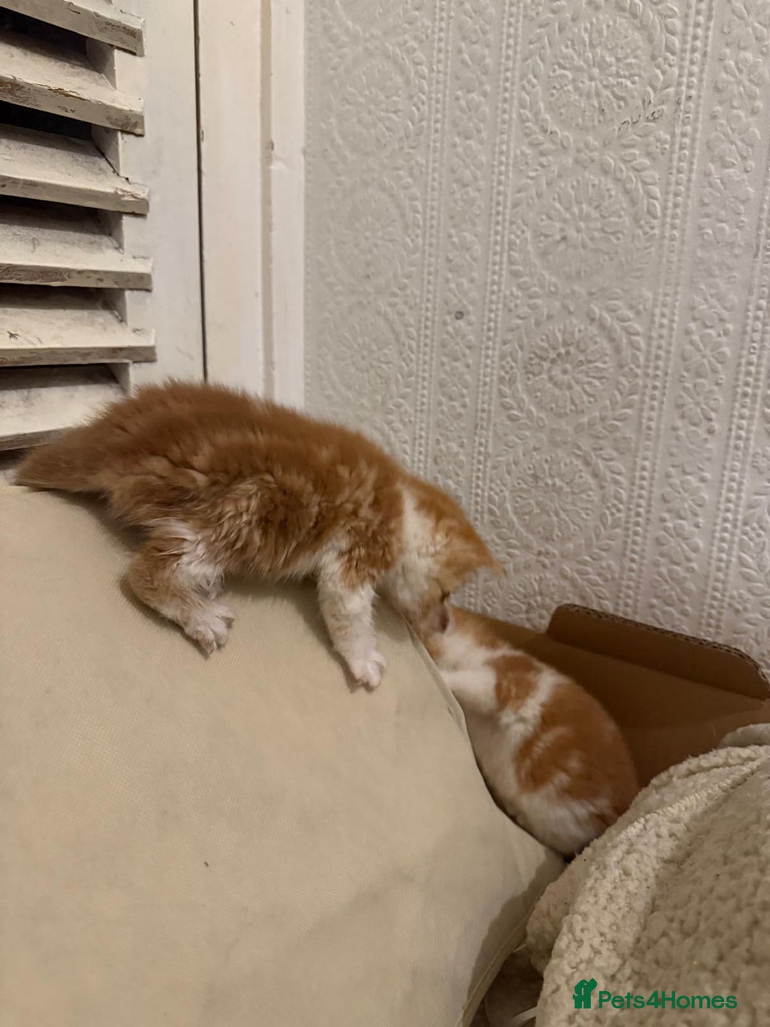 Mixed Breed cats for sale: 5 KITTENS IN SEARCH OF THEIR FOREVER HOMES  - Advert 7