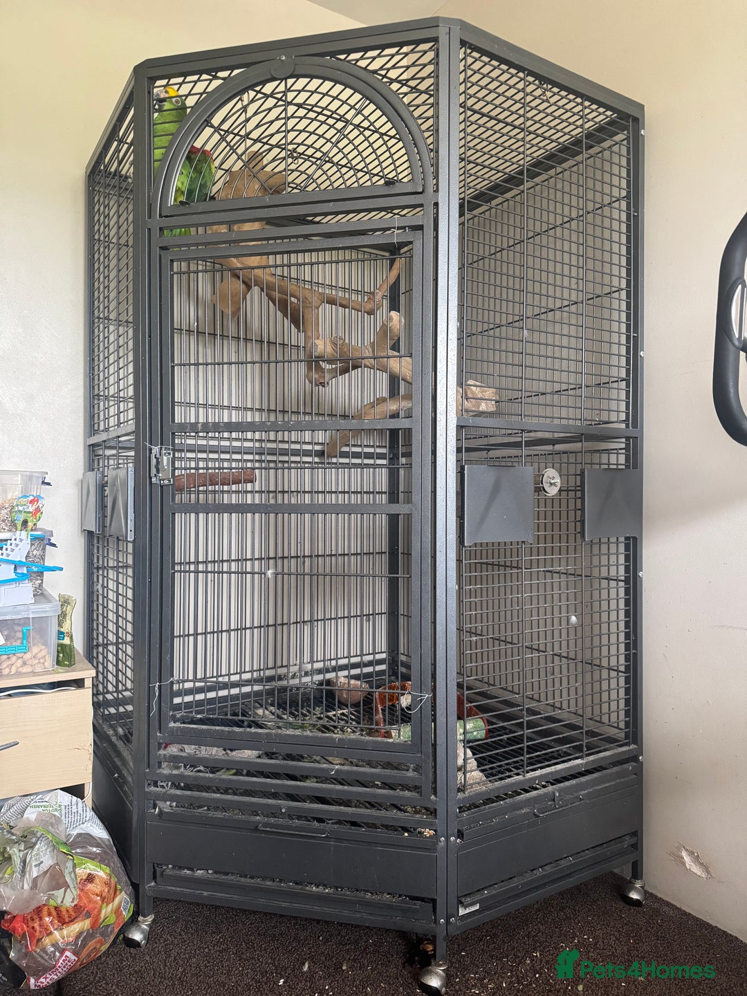 Parrots birds for sale: Yellow crowned Amazon parrot with cage - Image 2