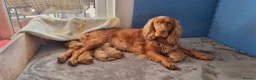 Cocker Spaniel dogs for sale: Gorgeous Cocker Spaniel Puppies - Health Tested - Advert 11