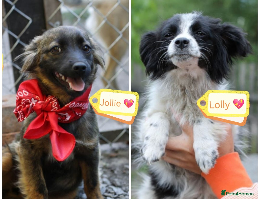Mixed Breed dogs for adoption: 💖🐶 LOLLY & JOLIE 🐶💖 - Image 1