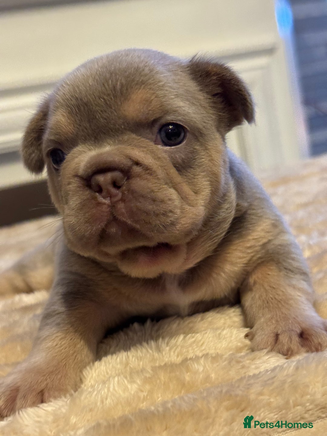 French Bulldog dogs for sale: 5 AMAZING QUALITY FRENCH BULLDOG PUPS  - Advert 21
