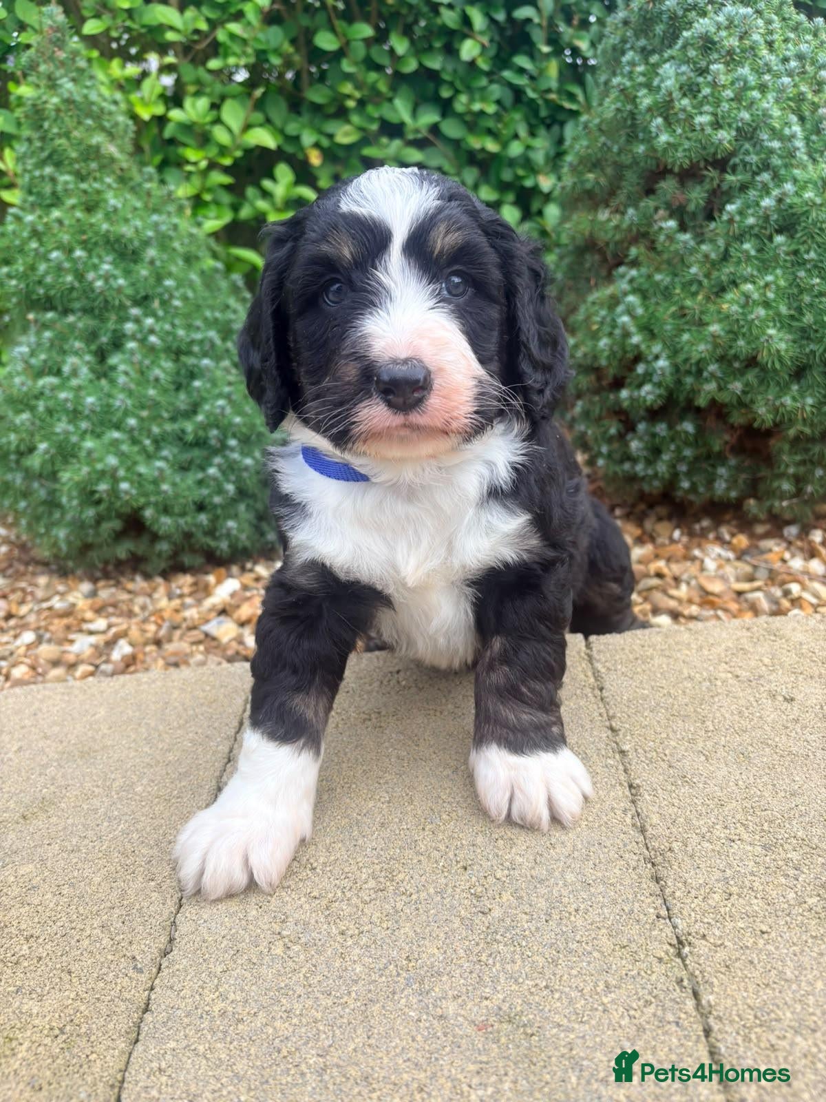 Bernedoodle dogs F1 tri-color bernedoodle pups - Advert 2