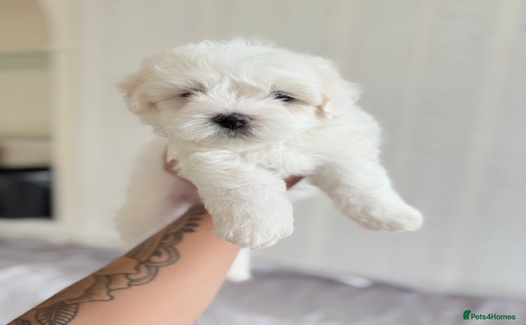 Maltese dogs - Advert 1