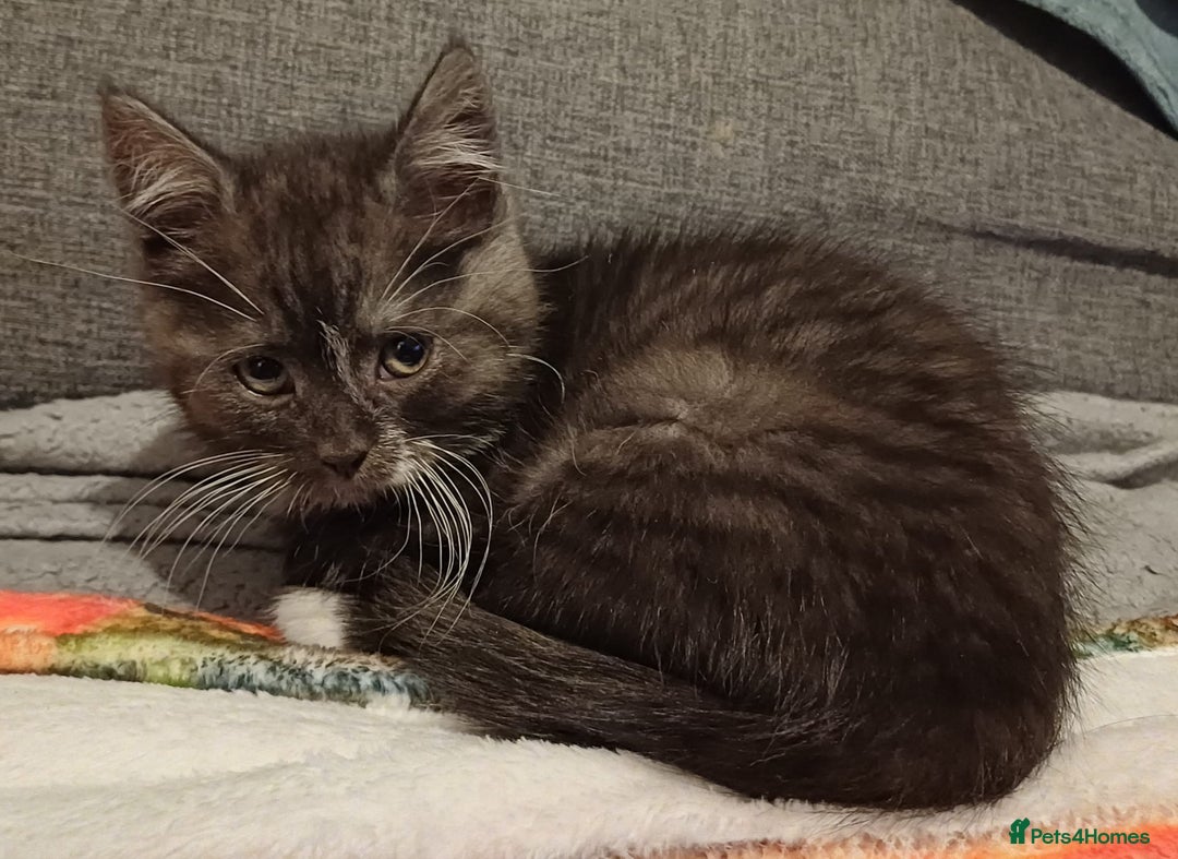 Scottish Fold cats for sale: 5 beautiful Scottish fold kittens  - Advert 9