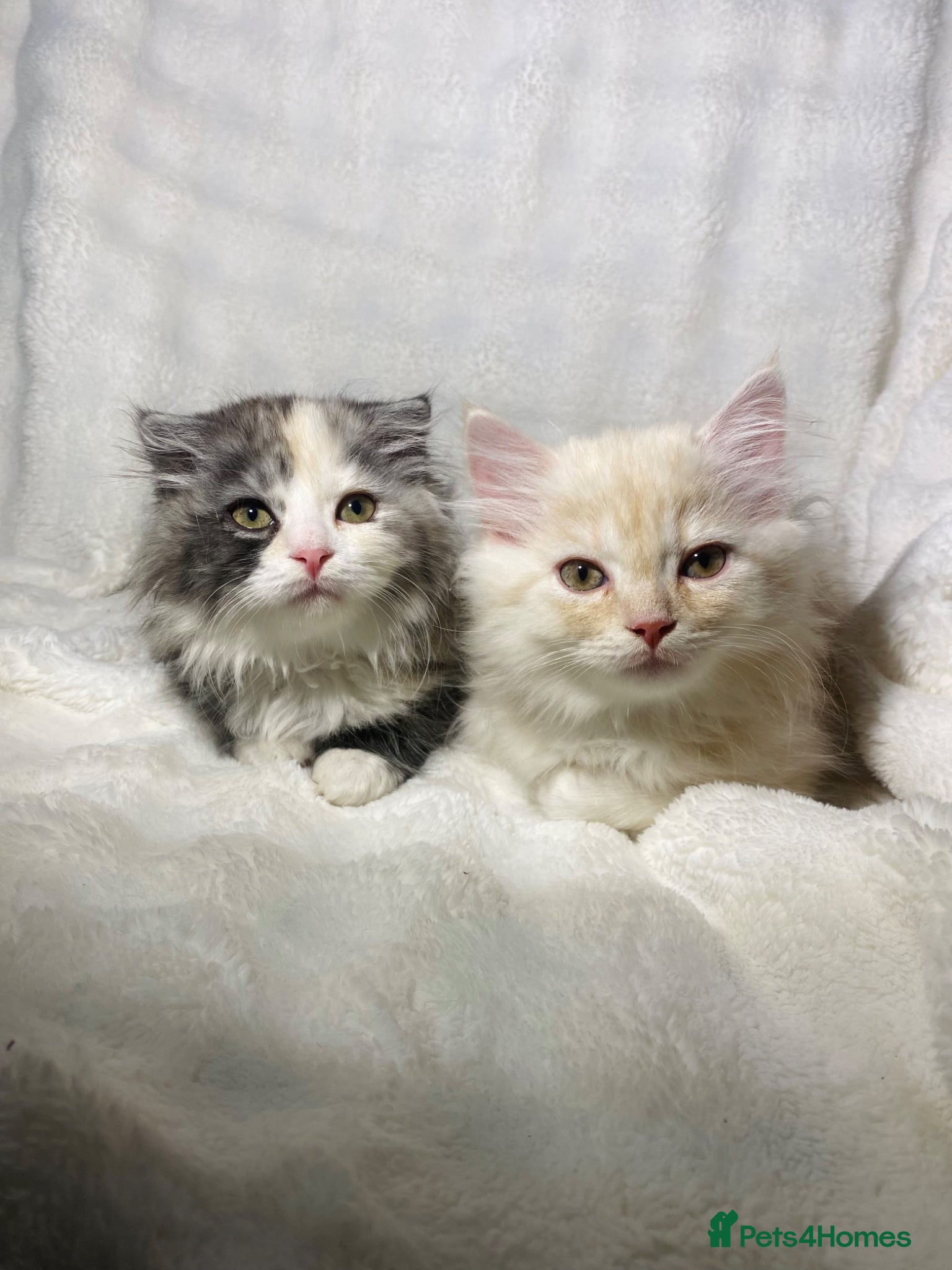 Scottish Fold cats 2 Cute Scottish Fold Kittens Ready To leave now🏡 - Advert 2