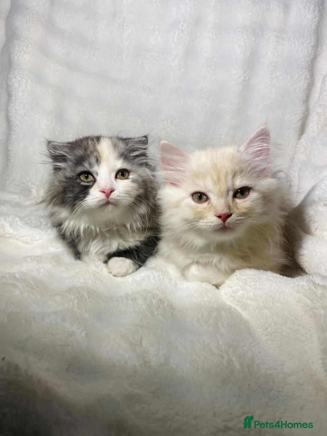 Scottish Fold cats for sale: 2 Cute Scottish Fold Kittens Ready To leave now🏡 - Advert 1