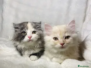 Scottish Fold cats 2 Cute Scottish Fold Kittens Ready To leave now🏡 - Advert 2