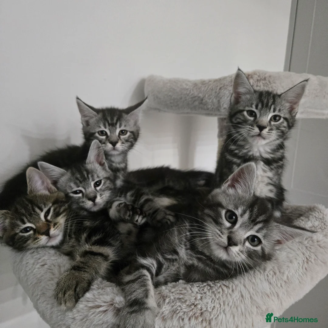 Maine Coon cats for sale: Maine coon x kittens - Advert 8