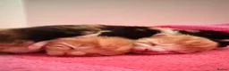 Mixed Breed cats for sale: Gorgeous litter of kittens  - Advert 9