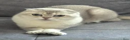 Scottish Fold cats for sale: 💎 Beautiful Pedigree Scottish Straight Kittens 😻 - Advert 11