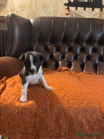 Mixed Breed dogs 🐾 Beautiful Whippet x Collie Puppies! 🐾 - Advert 11