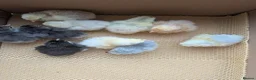 Chickens poultry for sale: Pekin bantam day olds - lots of colours  - Advert 9
