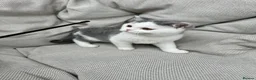 British Shorthair cats for sale: British Shorthair Chunky Kittens🐼🐼🐼 - Advert 10