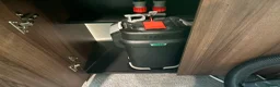 Catfish fish for sale: Snow White Pleco & blue dragon guppies in Hounslow - Advert 6