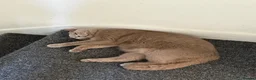 British Shorthair cats for sale: British Shorthair Cross Male, 2 Years Old  - Advert 4