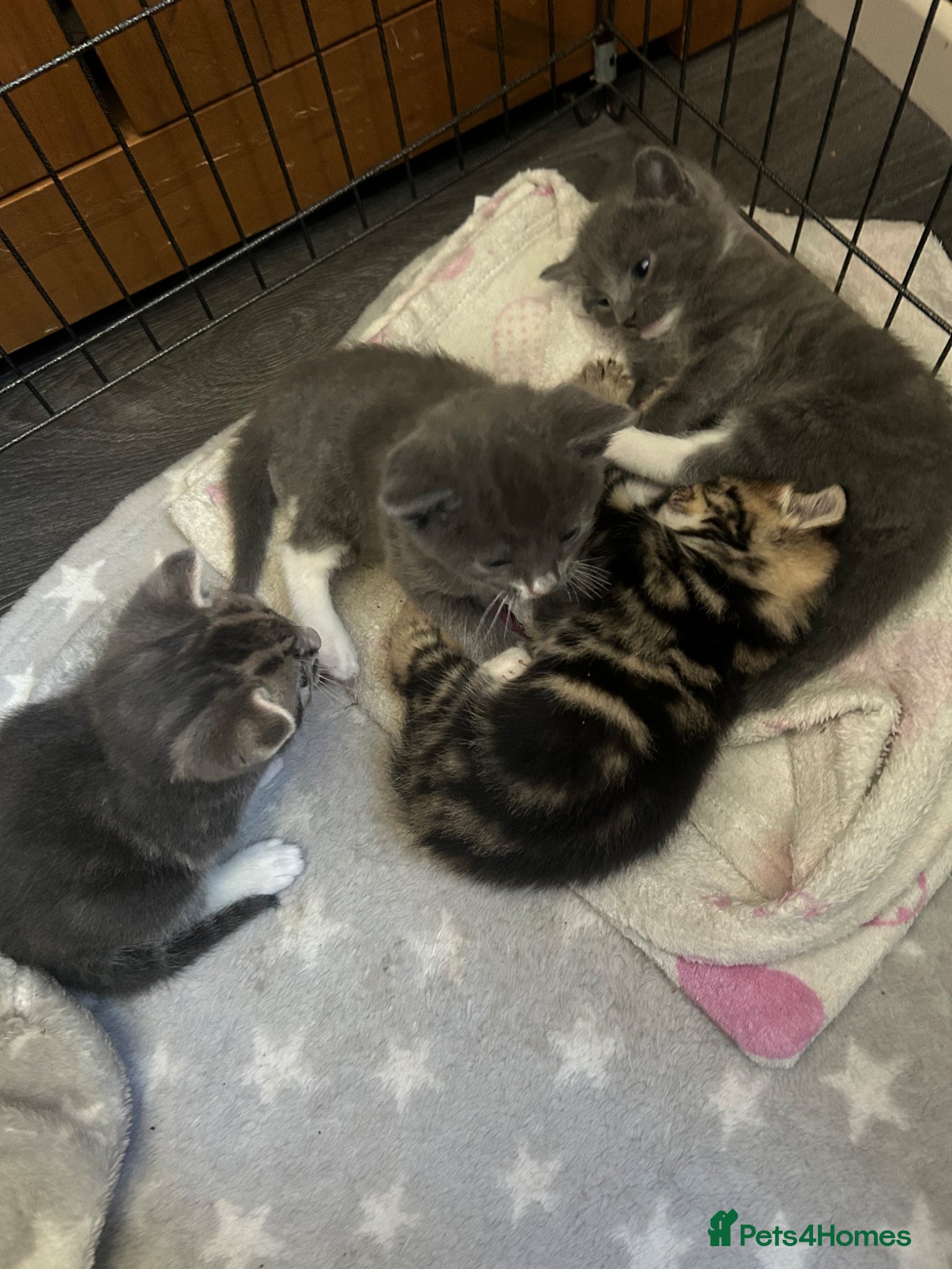 Mixed Breed cats for sale: 4 stunning kittens 😍😍 - Advert 1