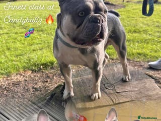 French Bulldog dogs 🌟HEALTH TESTED L4 FLUFFY CARRIER🌟 in Wishaw - Advert 9