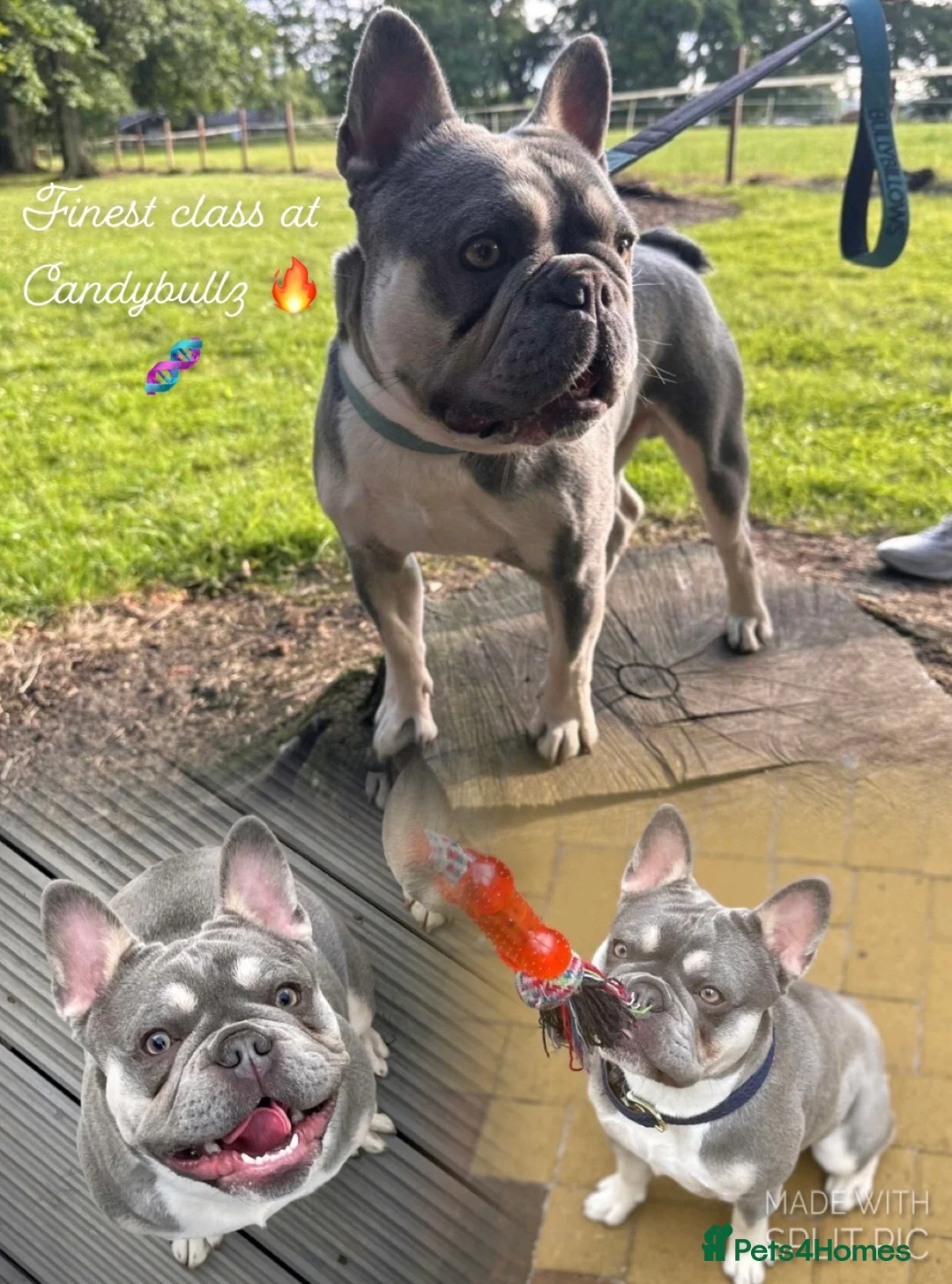 French Bulldog dogs for stud: 🌟HEALTH TESTED L4 FLUFFY CARRIER🌟 in Wishaw - Advert 1