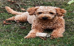 Toy Poodle dogs for stud: KC Registered Red Toy Poodle Fully DNA Tested in Radstock - Image 13