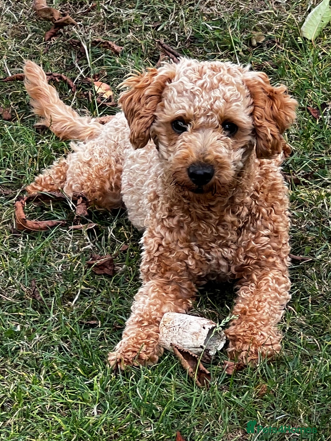 Toy Poodle dogs for stud: KC Registered Red Toy Poodle Fully DNA Tested in Radstock - Image 13
