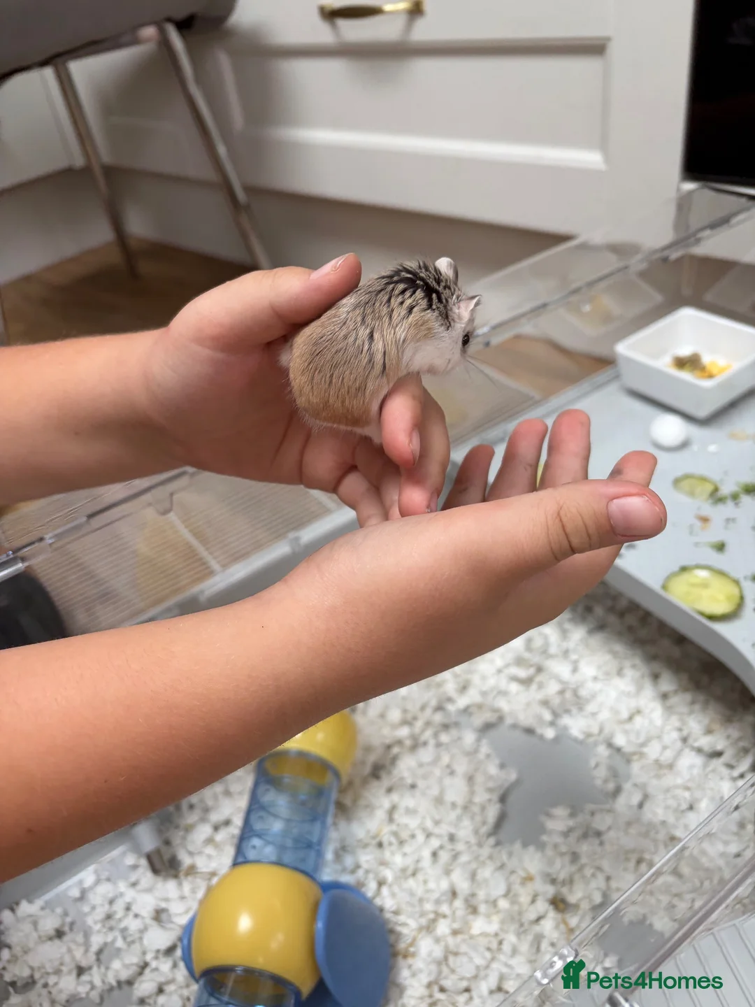 Hamster rodents for sale: Robovski dwarf hamster  in Sawbridgeworth - Advert 2