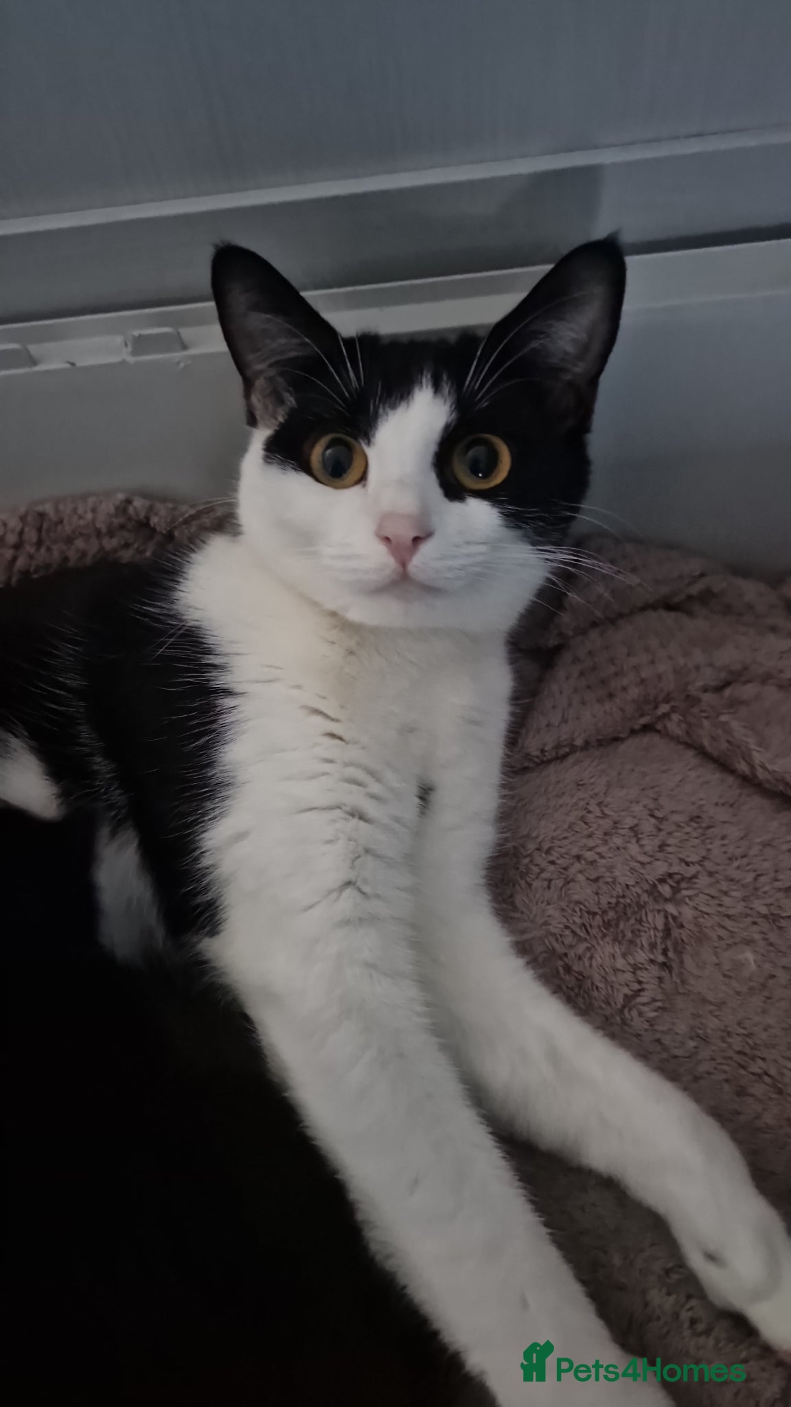 Mixed Breed cats Female kitten - Advert 1