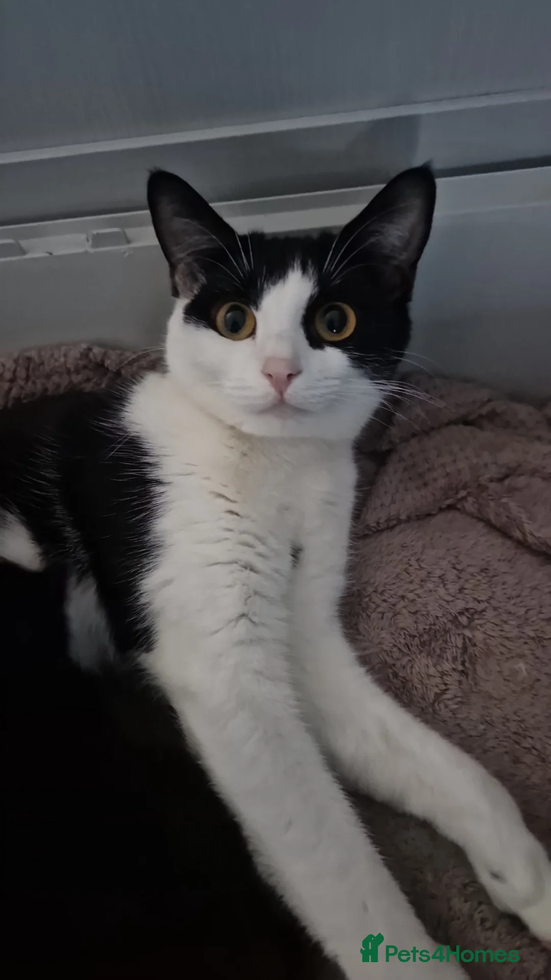 Mixed Breed cats for sale: Female kitten - Advert 1