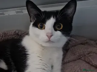 Mixed Breed cats Female kitten - Advert 3