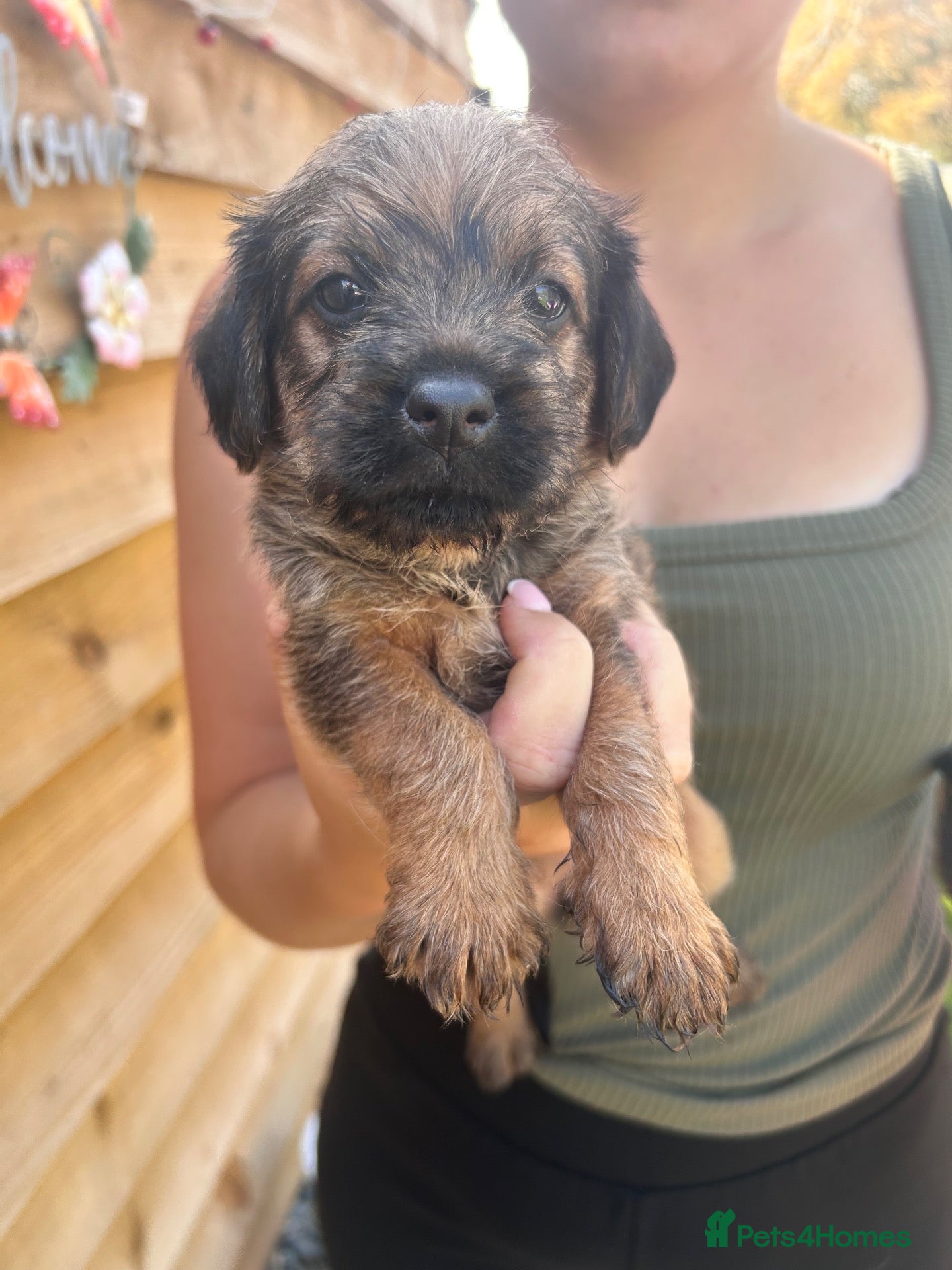 Mixed Breed dogs Borderpoo puppies for sale!  - Advert 2
