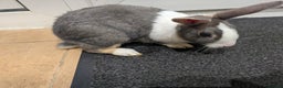 Dutch rabbits for sale: PURE BREED Dutch BABY RABBIT £30 - Advert 3