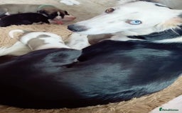 Mixed Breed dogs for sale: Collie bull greyhound puppies - Image 10