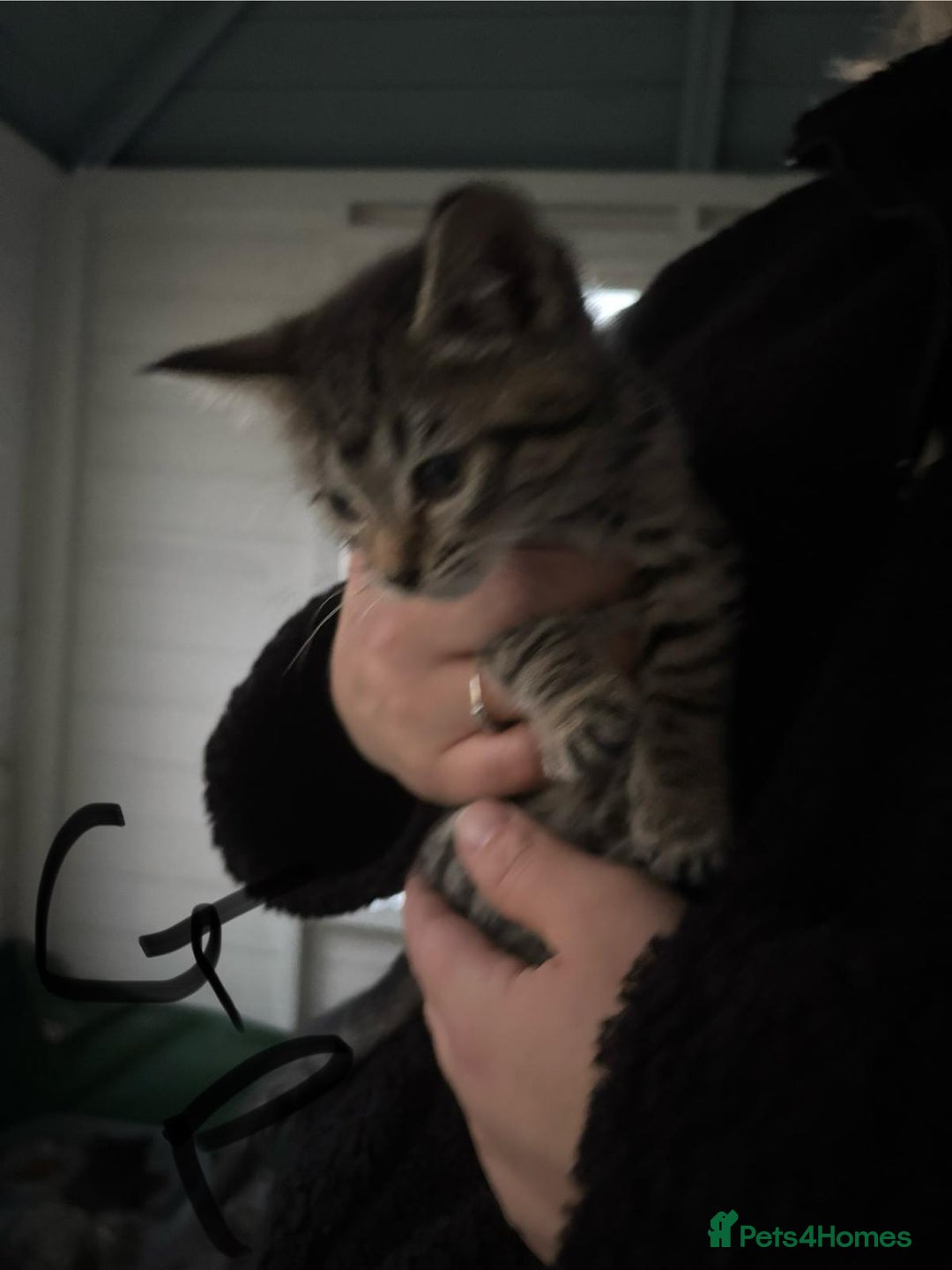 Mixed Breed cats for sale: Kittens for sale  - Image 4