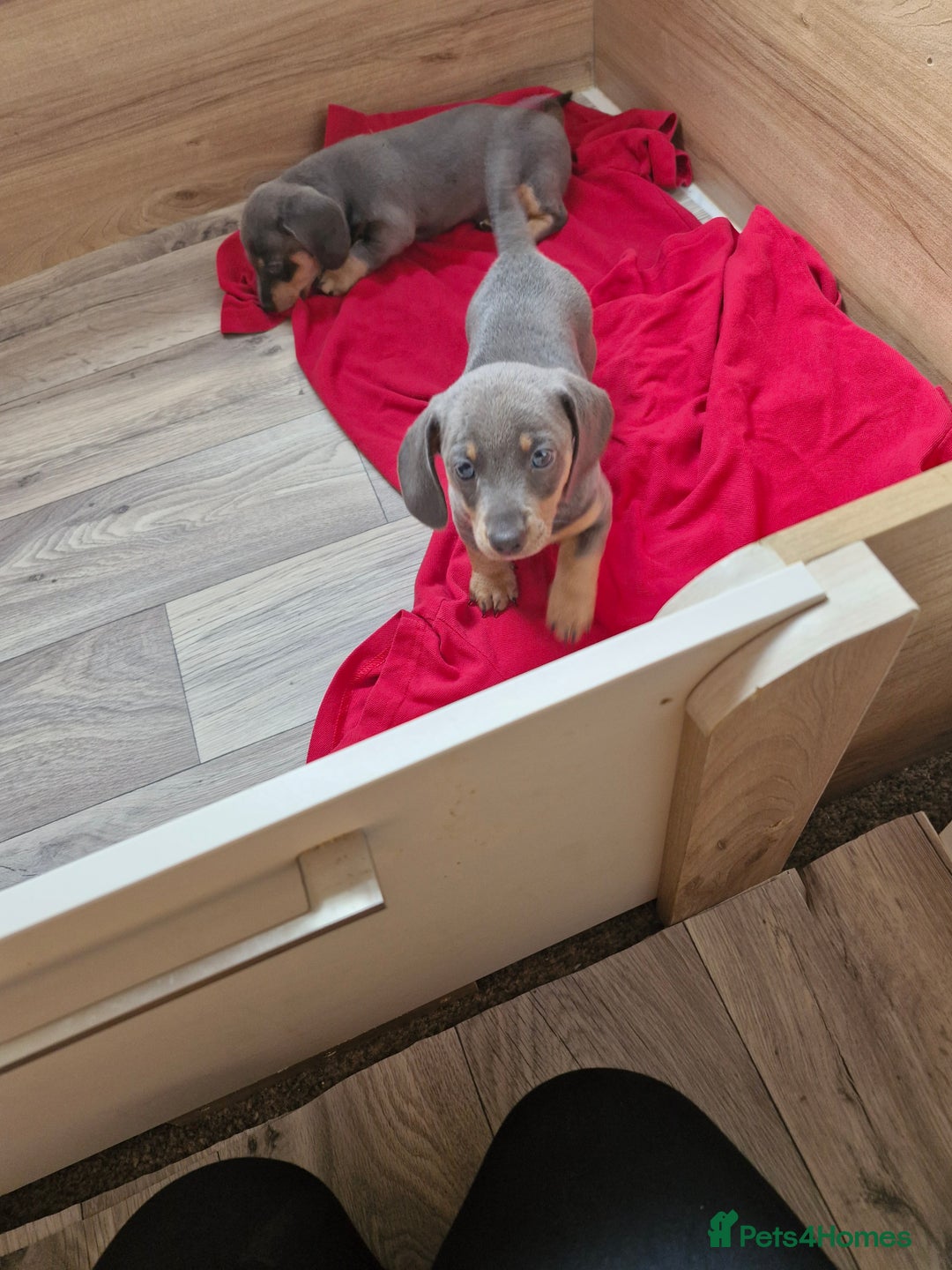 Miniature Dachshund dogs for sale: Miniture dashhound blue and tan - Image 4