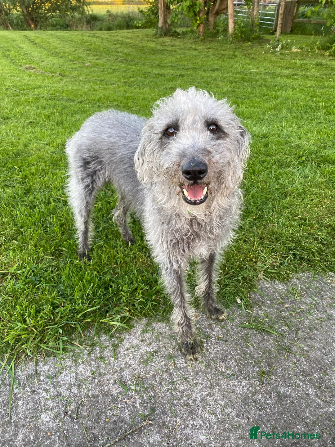 Bedlington Terrier dogs for stud: 3/4 Bedlington 1/4 Whippet Stunning boy for stud - Advert 3