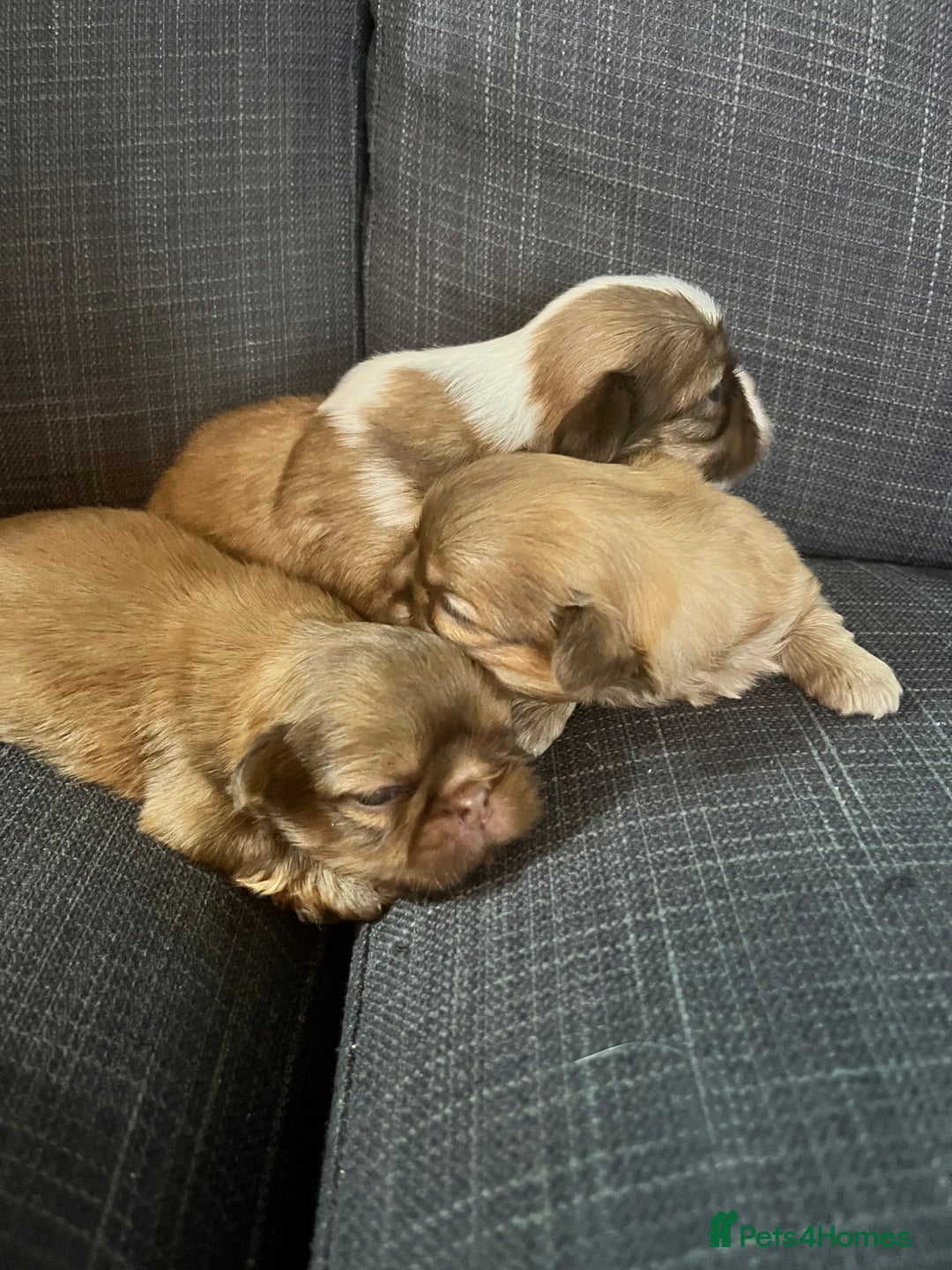Shih Tzu dogs for sale: Beautiful litter or imperial Shih Tzu puppies  - Advert 6