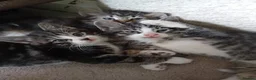 Mixed Breed cats for sale: Kittens for sale - Advert 11