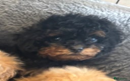 Toy Poodle dogs for sale: Rare parti/phantom Kc Reg Toy Poodle Puppies - Image 13