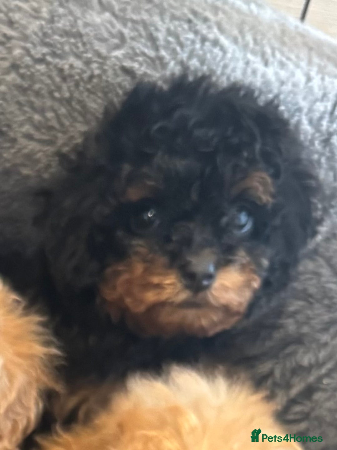 Toy Poodle dogs for sale: Rare parti/phantom Kc Reg Toy Poodle Puppies - Image 13