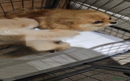Pomeranian dogs for sale:  Pomeranian puppies ready now  - Image 20