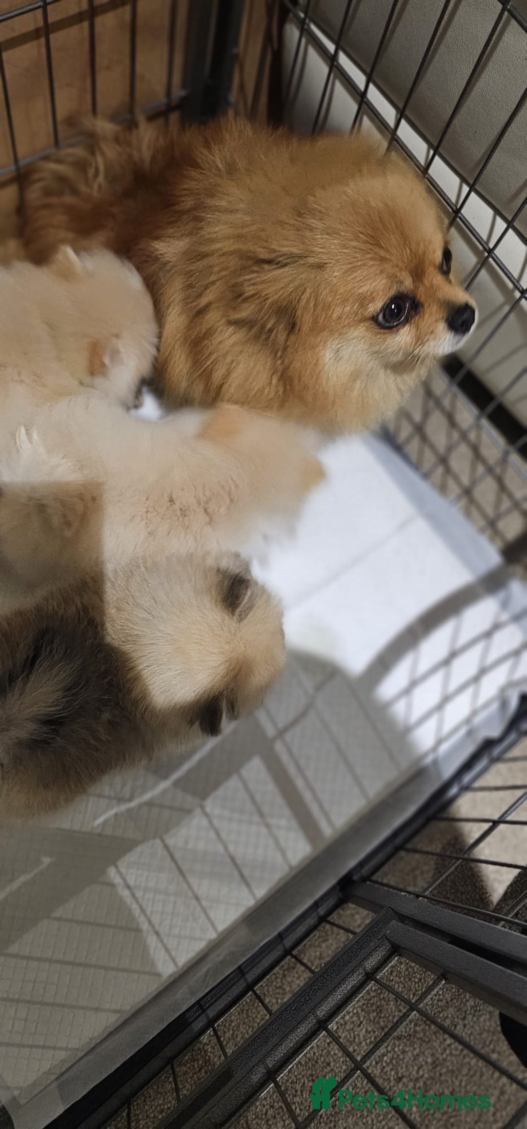 Pomeranian dogs for sale:  Pomeranian puppies ready now  - Image 20
