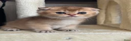 British Shorthair cats for sale: Scottish golden chinchilla ready for new homes  - Advert 8