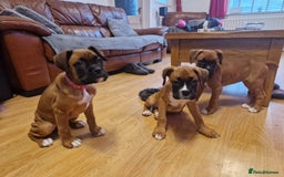Boxer dogs for sale: FINAL PUP (PINK), READY TO GO KC reg bobtail boxer - Advert 5