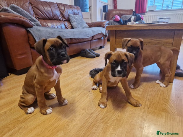 Boxer dogs - Advert 3