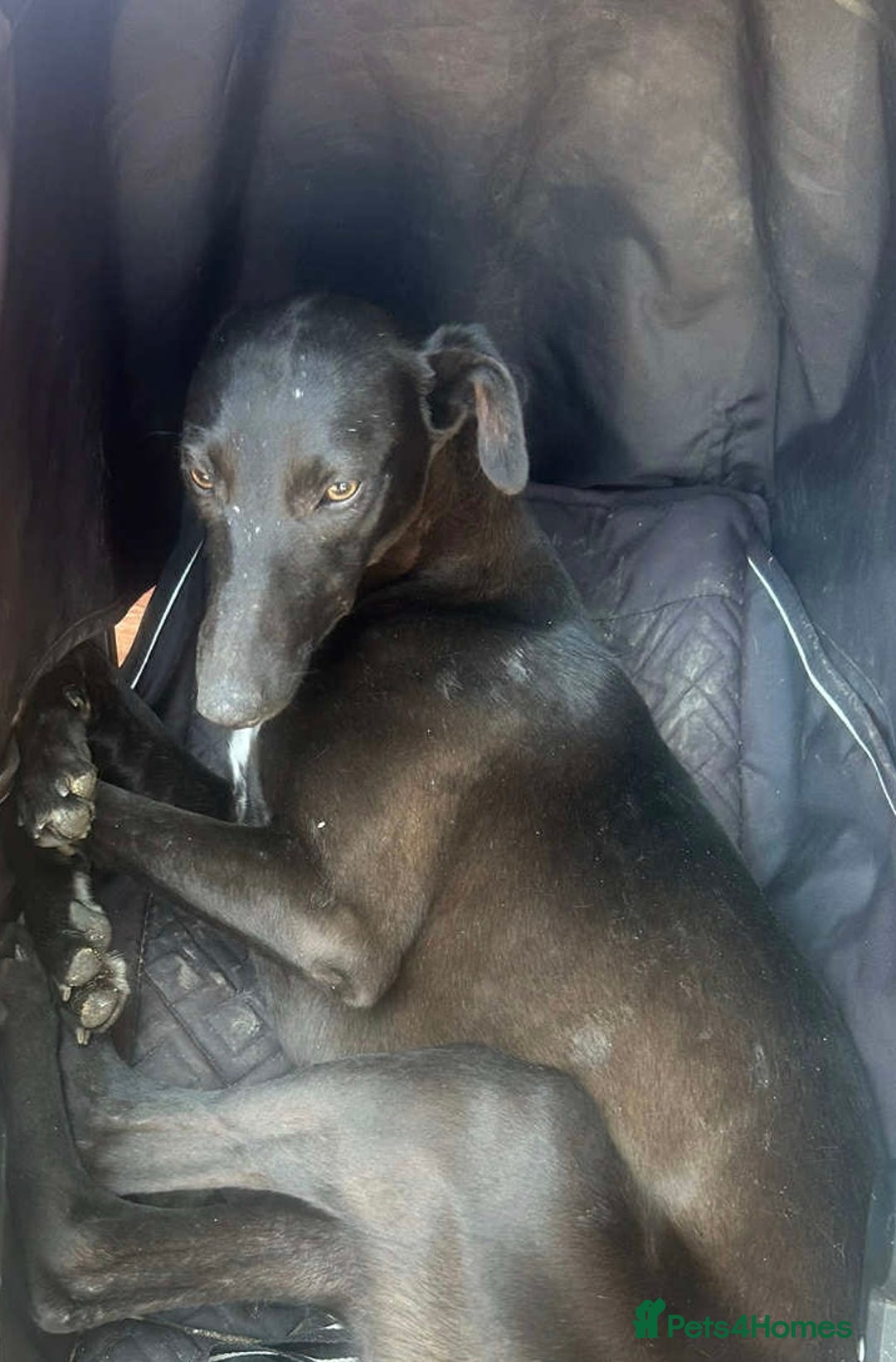 Whippet dogs for sale: Whippet puppies ⭐️READY TO LEAVE NOW ⭐️ - Advert 7